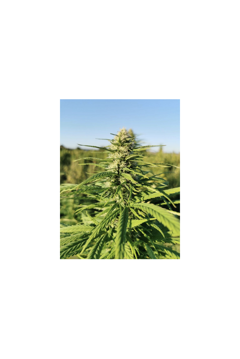 CBG Zerodue, Фасовка: 3, изображение 2